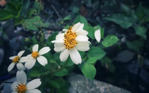 谷雨古诗词大全（描写谷雨时节景色的诗句 ）