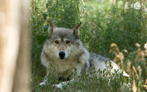 大灰狼和狐狸的故事（睡前故事狐狸和狼的故事）