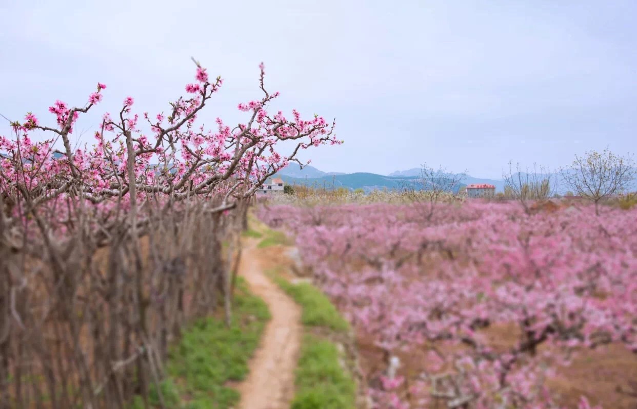 4月的诗句有哪些（含月的诗句古诗大全）
