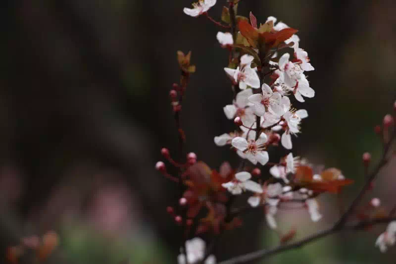 4月的诗句有哪些（含月的诗句古诗大全）