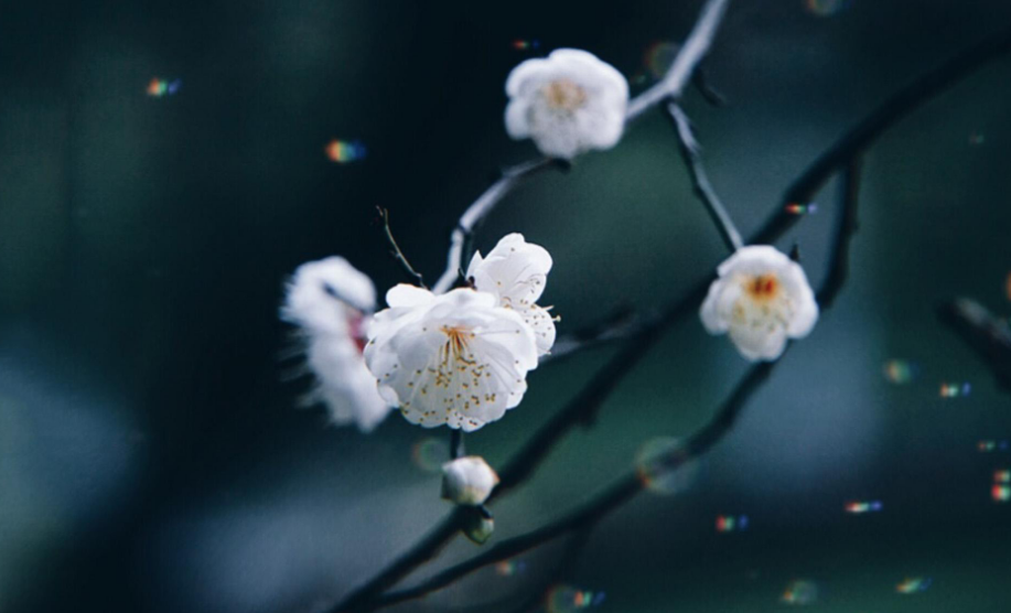 梅花诗词集锦大全（描写梅花的诗词名句）