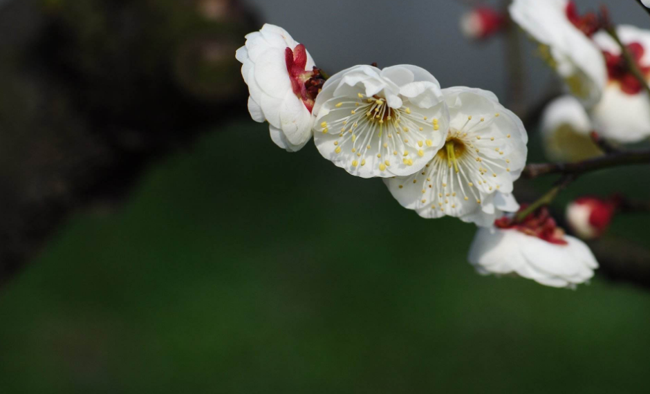 梅花诗词集锦大全（描写梅花的诗词名句）