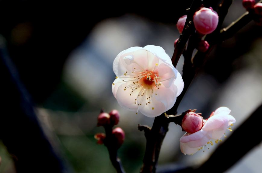 梅花诗词集锦大全（描写梅花的诗词名句）