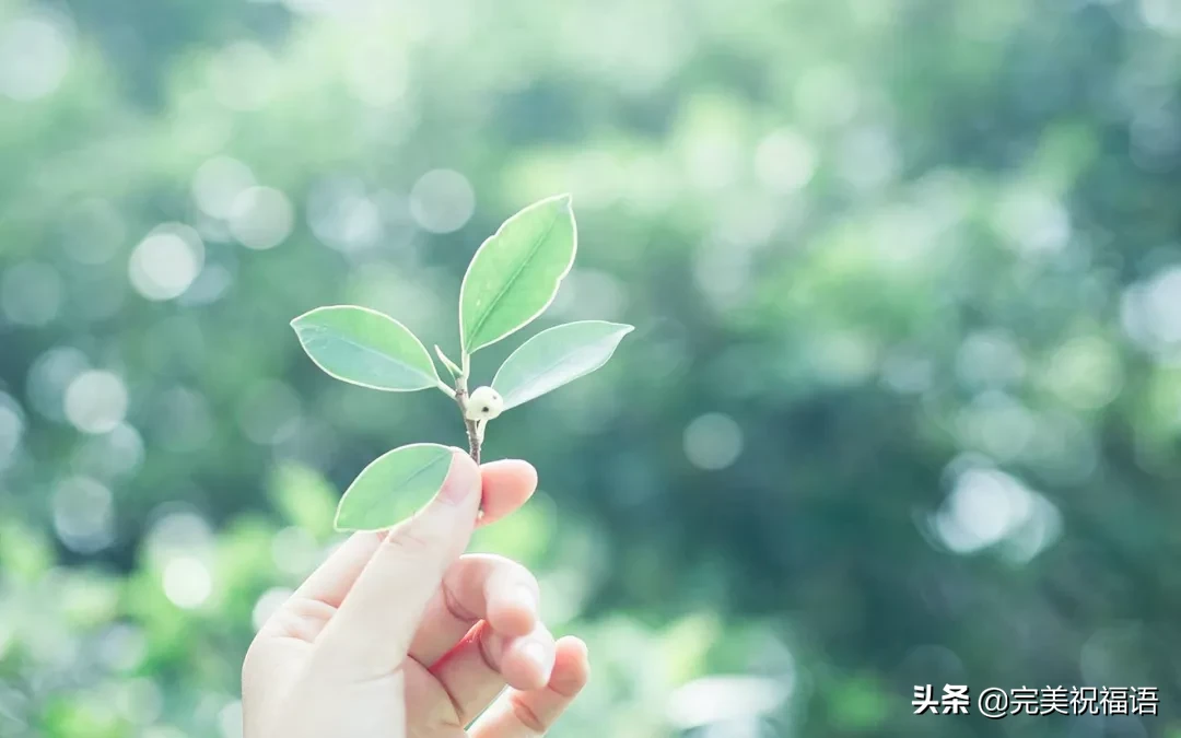描写向日葵的优美段落（发朋友圈向日葵配文字）