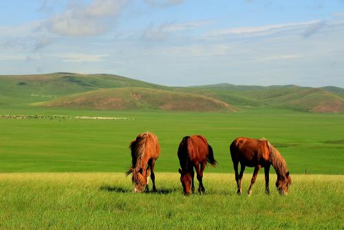 关于草原的古诗四句（描写赞美草原的诗句）