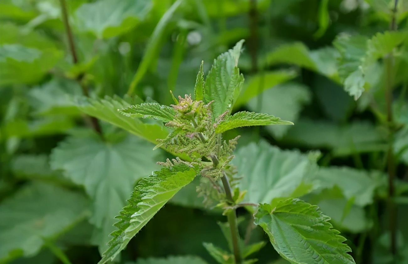 描写植物的古诗大全（诗中含有植物的古诗）