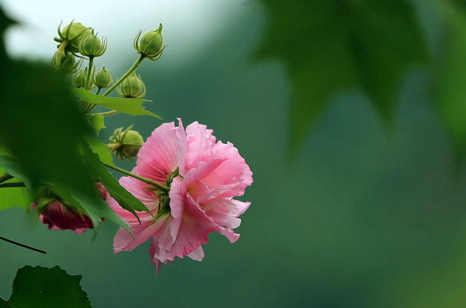 赞美芙蓉的诗句美篇（10首有关芙蓉的唯美诗句）