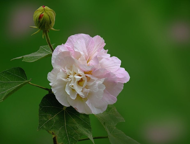 赞美芙蓉的诗句美篇（10首有关芙蓉的唯美诗句）