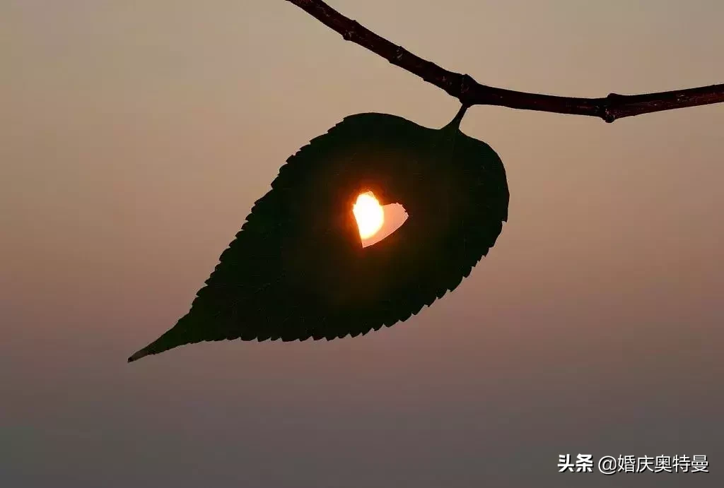 描写草的词语有哪些（描述和赞美小草的词语）