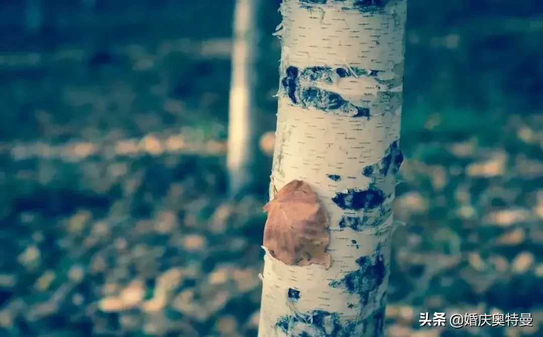 描写草的词语有哪些（描述和赞美小草的词语）