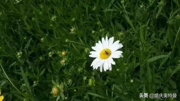 描写草的词语有哪些（描述和赞美小草的词语）