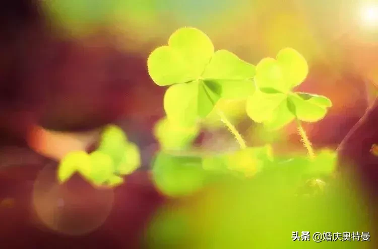 描写草的词语有哪些（描述和赞美小草的词语）