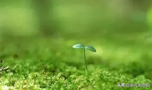 描写草的词语有哪些（描述和赞美小草的词语）