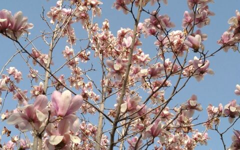 你是人间四月天林徽因原文（你是人间的四月天全诗赏析）