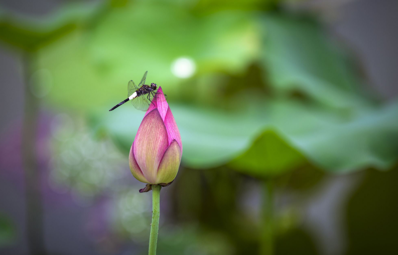 稚子弄冰的诗意（稚子弄冰的诗句赏析）