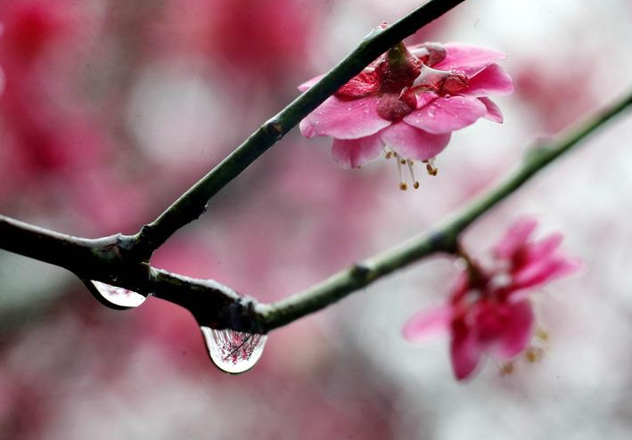 春雨的诗句有哪些（赞美春雨的优美句子）