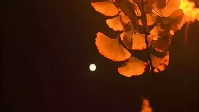 有月的诗句大全 古诗（关于明月的思乡诗）
