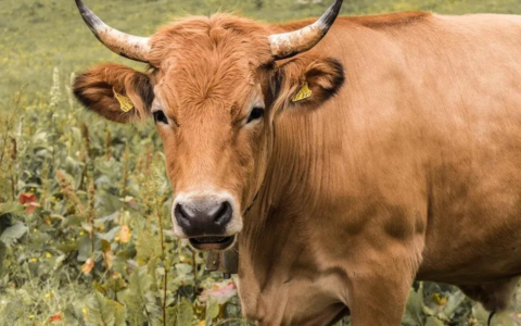 形容马的词语有哪些（赞美马的好词好句）