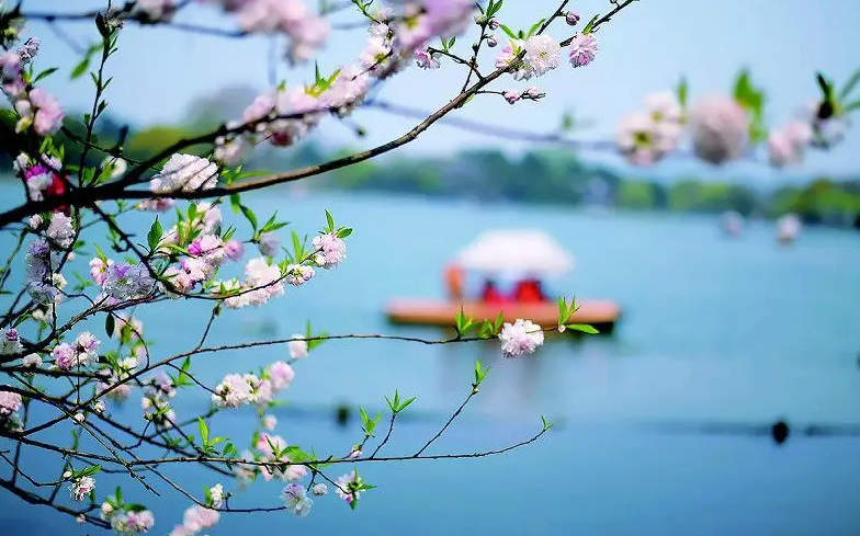 形容花朵绽放的美句（关于绽放的优美句子）