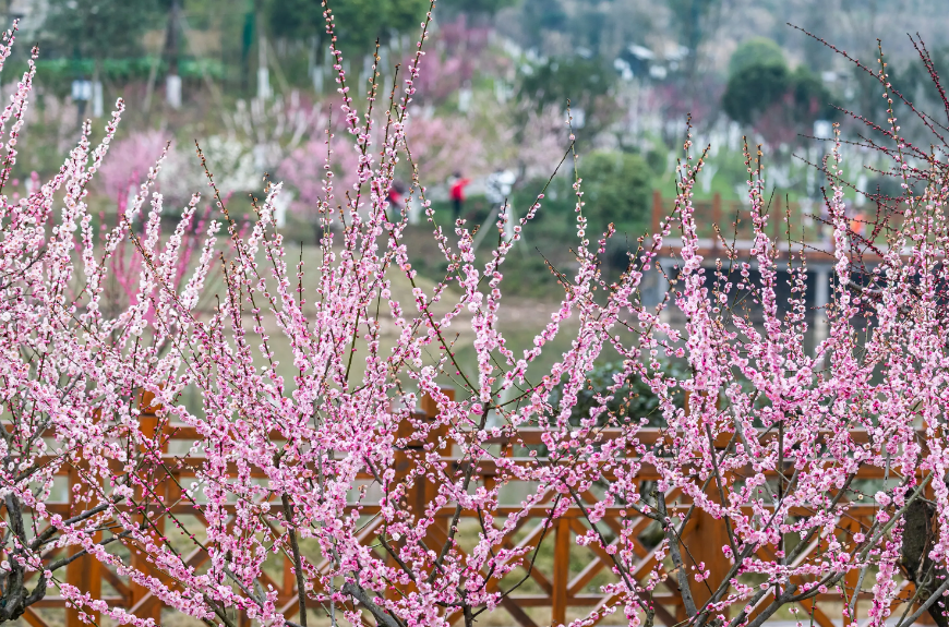 形容花朵绽放的美句（关于绽放的优美句子）
