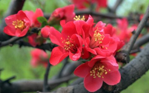 苏轼海棠诗句有哪些（值得收藏的10首海棠诗）