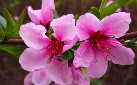 桃花现代诗歌作者（关于桃花的诗歌自创）