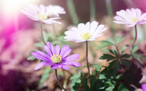 好句摘抄大全励志（好句摘抄大全优美的句子）