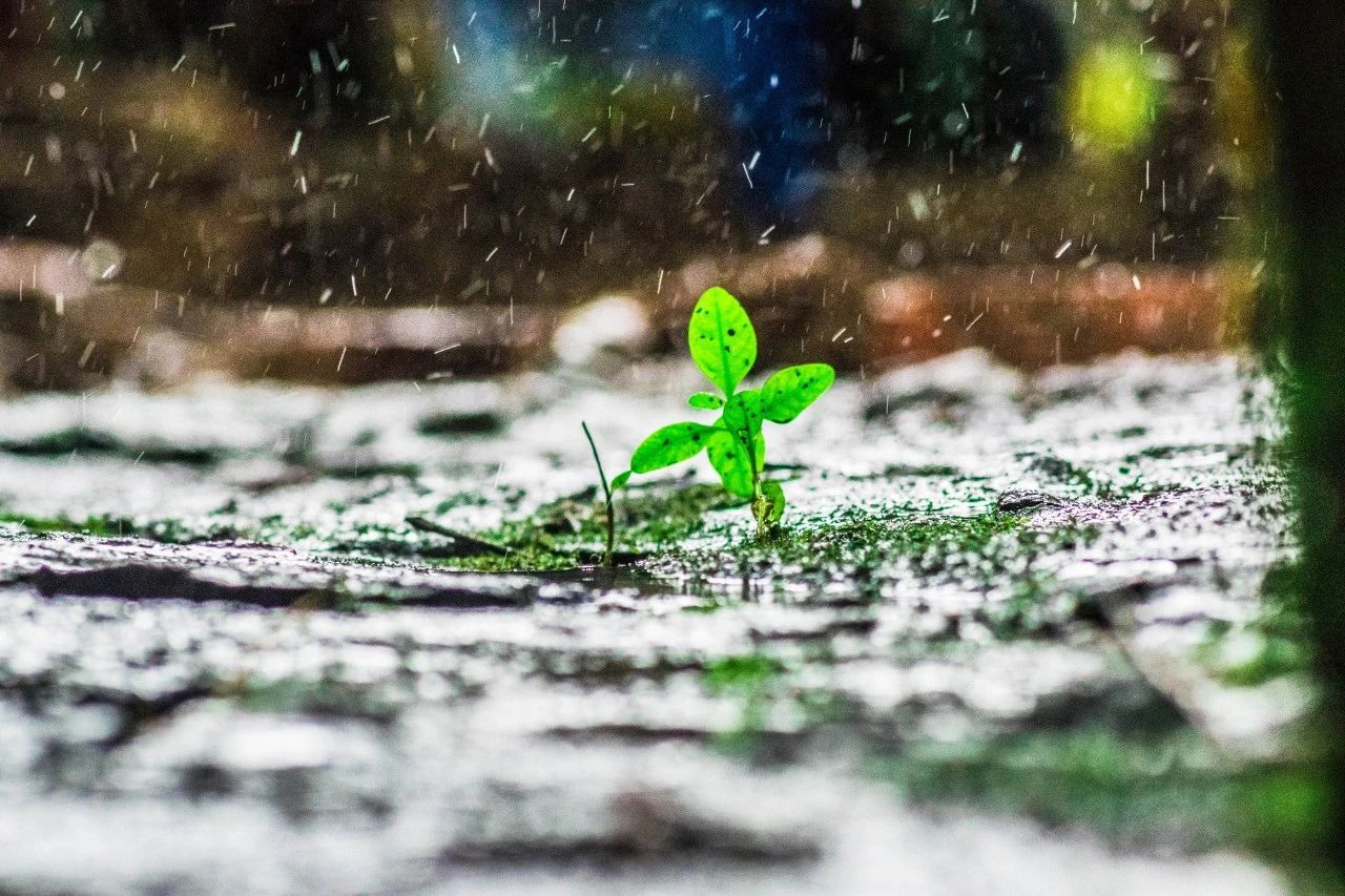 雨的诗句美好句子（关于听雨的唯美诗句）