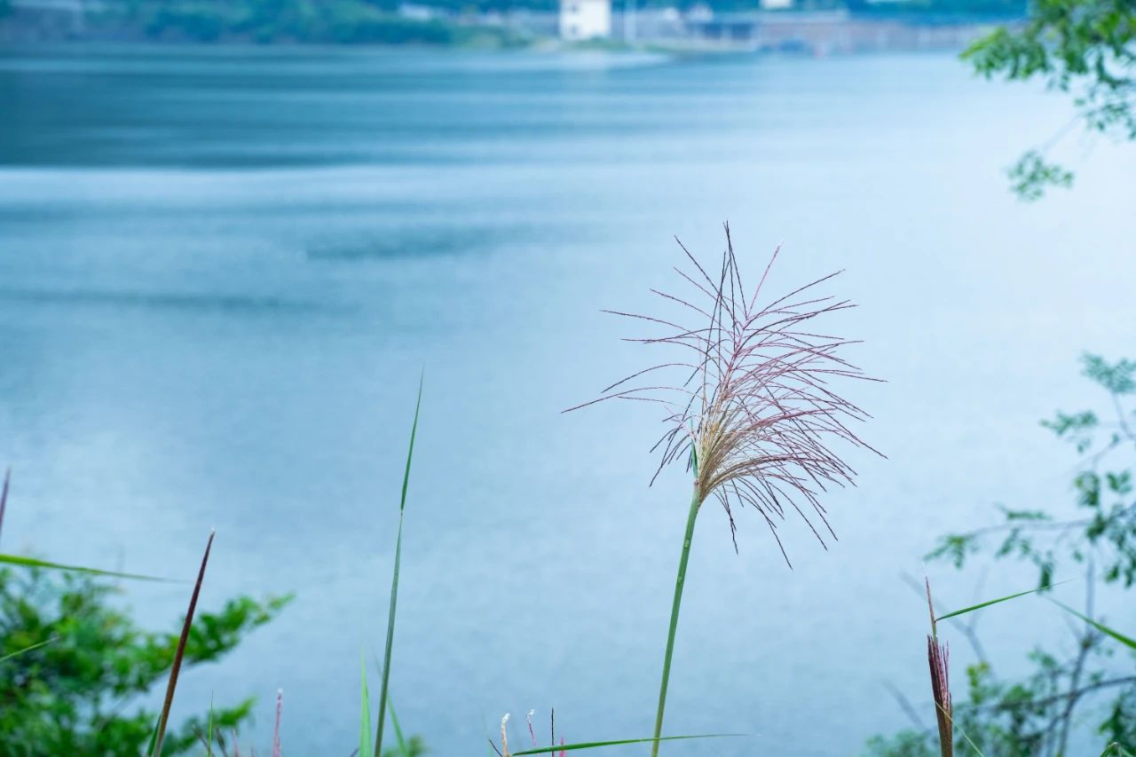 雨的诗句美好句子（关于听雨的唯美诗句）
