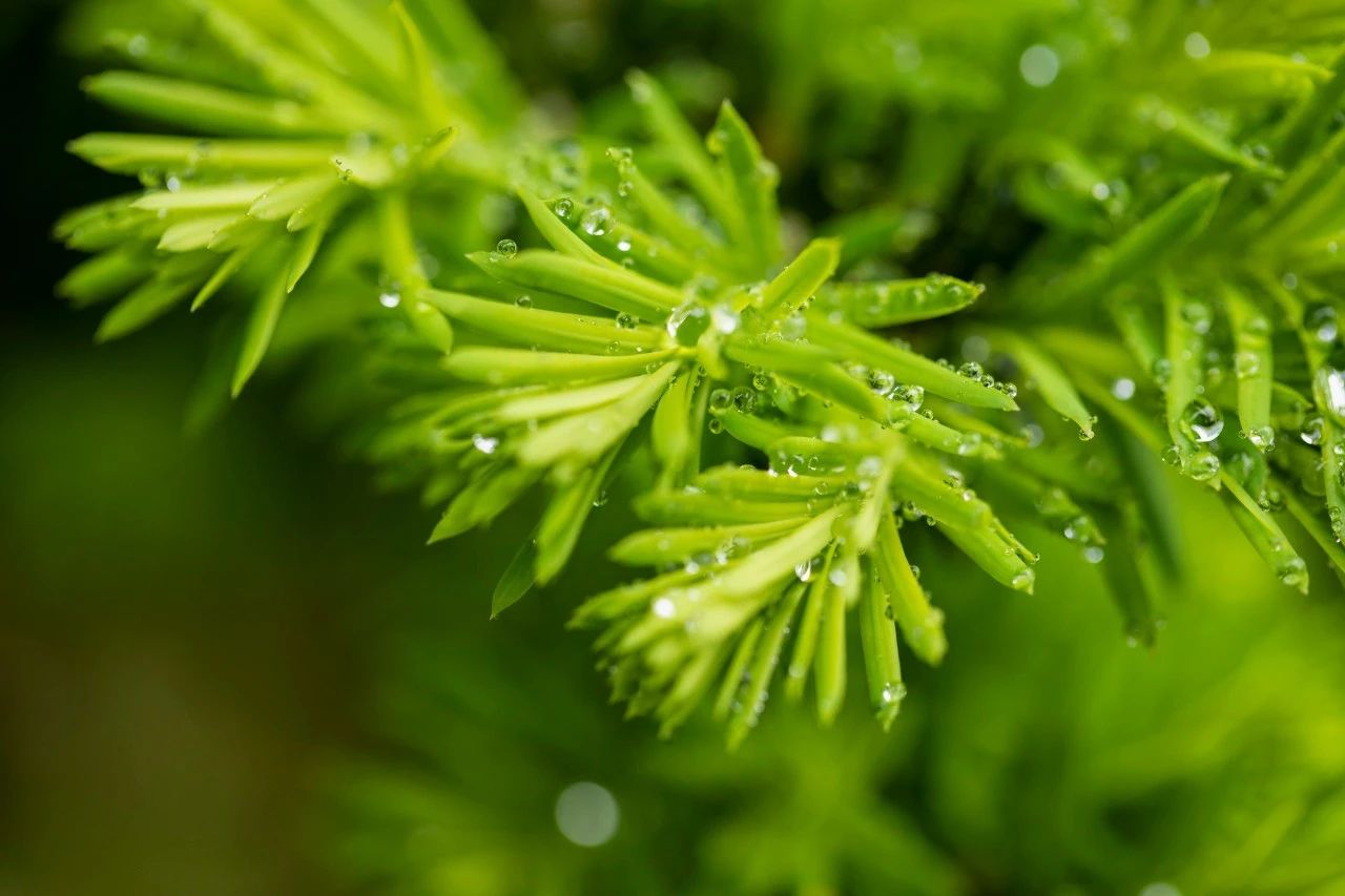 雨的诗句美好句子（关于听雨的唯美诗句）