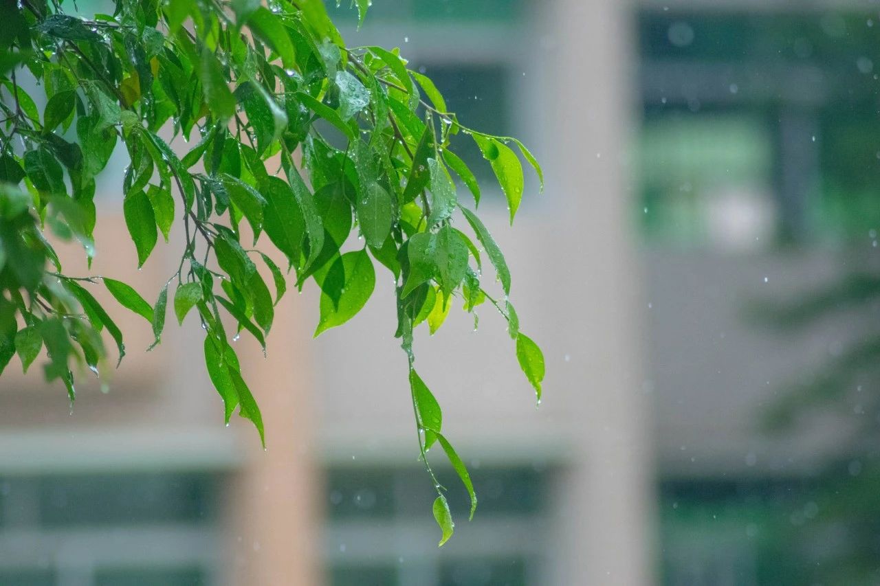 雨的诗句美好句子（关于听雨的唯美诗句）