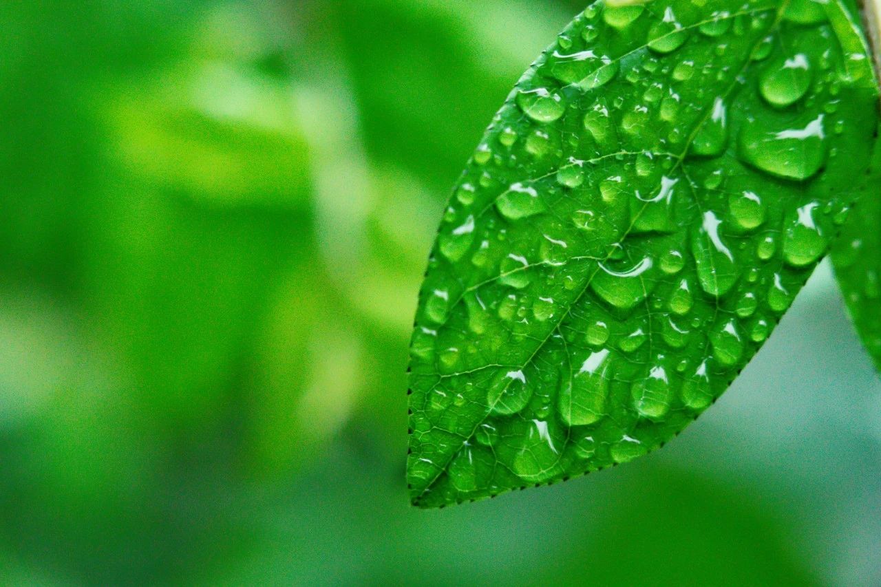 雨的诗句美好句子（关于听雨的唯美诗句）