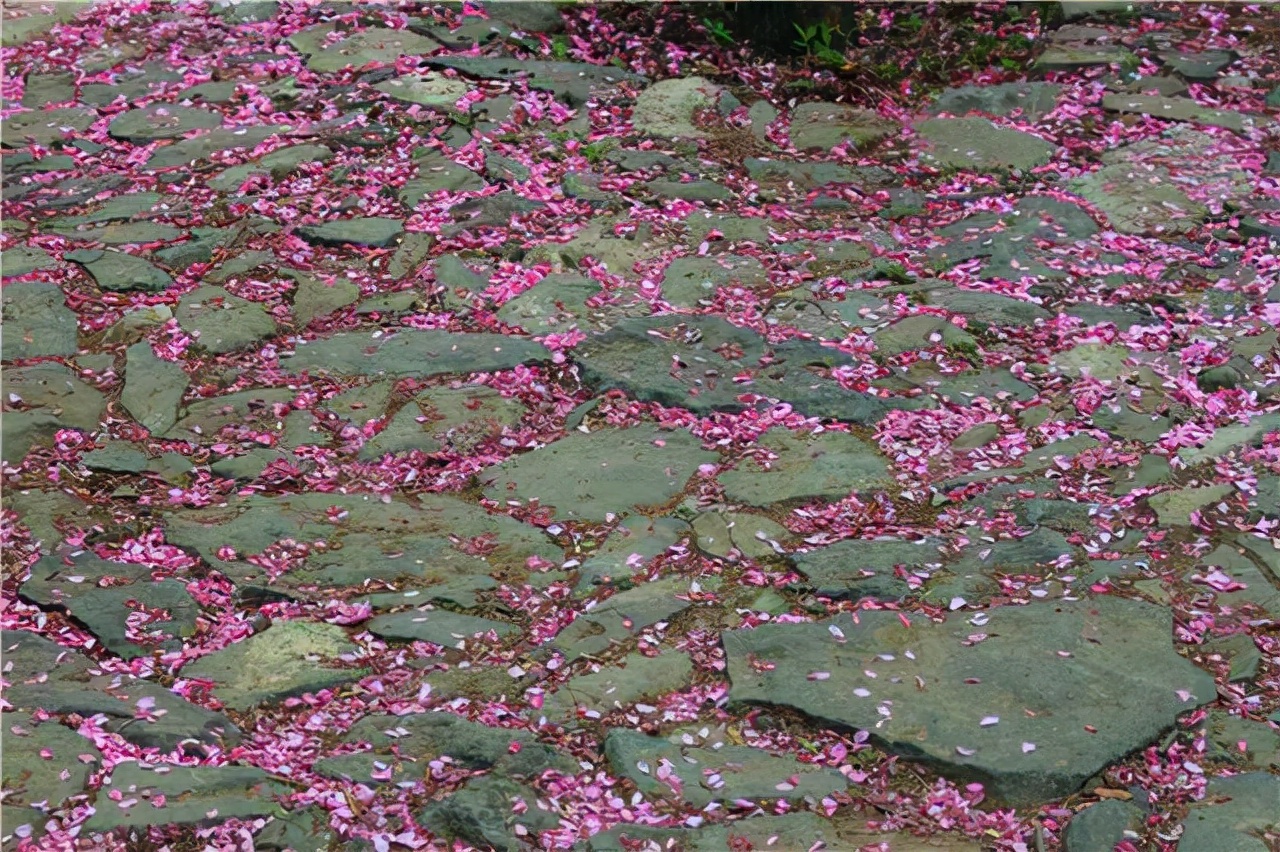 赞美西湖的古诗词有哪些（形容西湖美景的佳句）