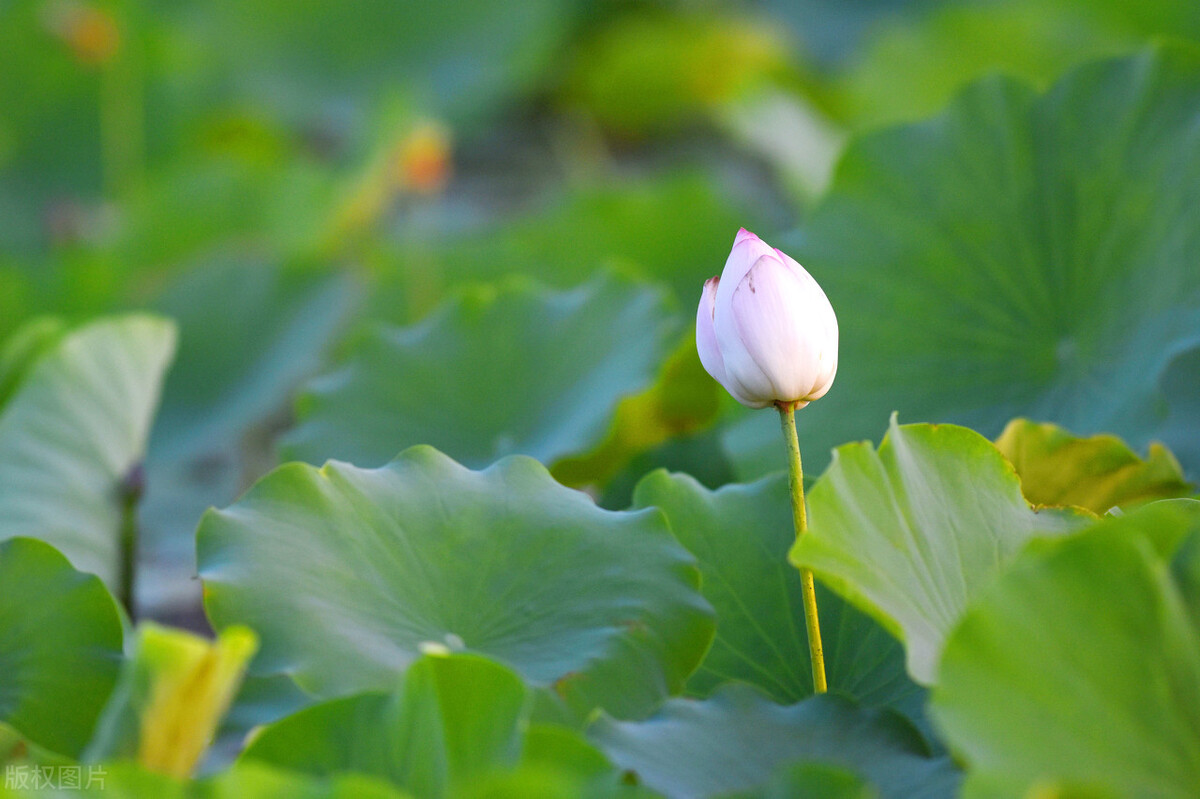 炎炎夏日的唯美诗句（有关描写夏天的优美诗句）
