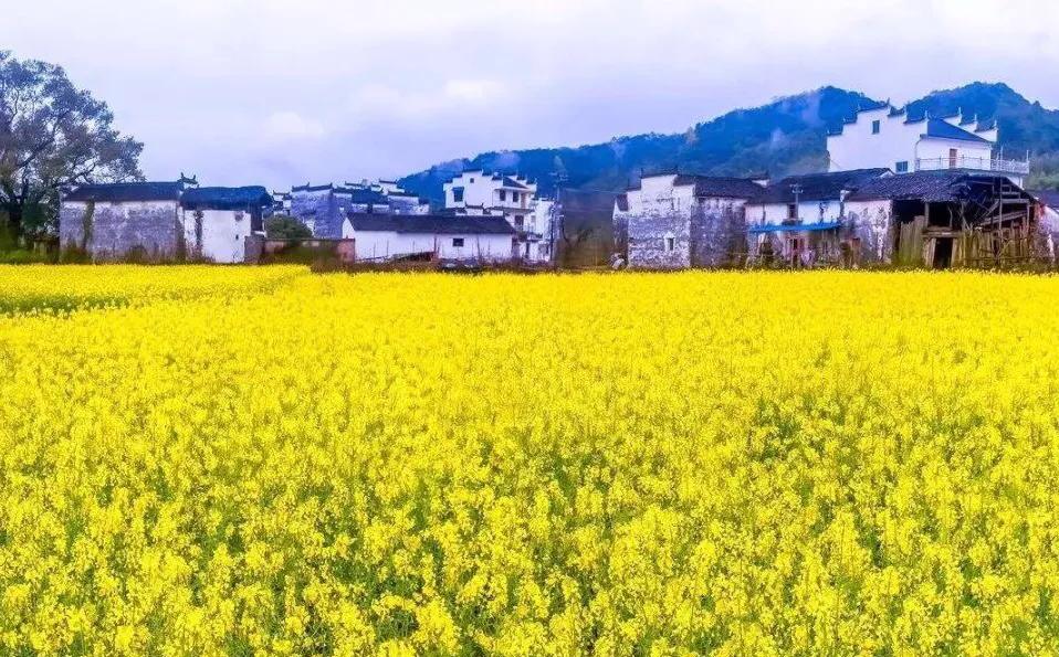 油菜花的现代诗摘抄（油菜花诗歌自创）