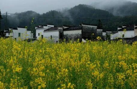 油菜花的现代诗摘抄（油菜花诗歌自创）