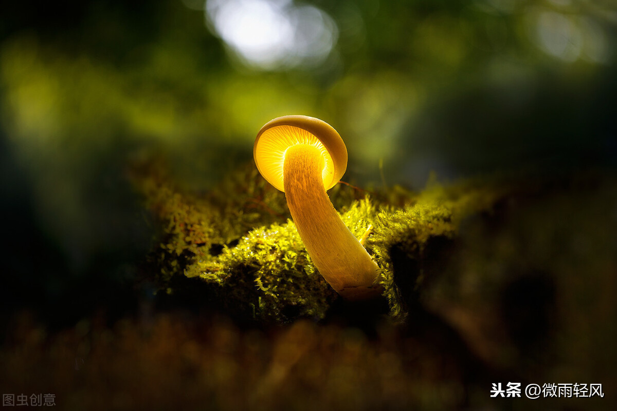 关于幸福的经典语录（一句简单晒幸福的句子）