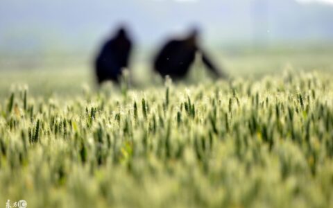 二十四节气歌古诗（二十四节气相对应的古诗）