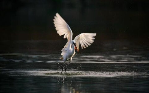 夏天的古诗词名句大全（千古最霸气的诗词）
