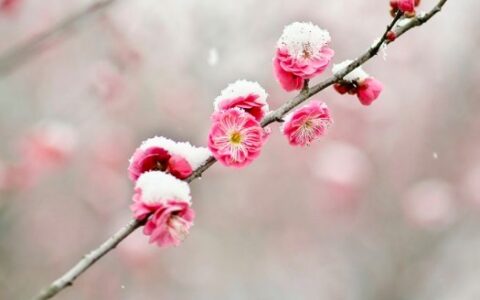 形容冬去春来的诗句唯美（赞美春天百花盛开的诗句）