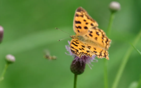 赞美君子的诗句（赞誉君子品行的诗句）
