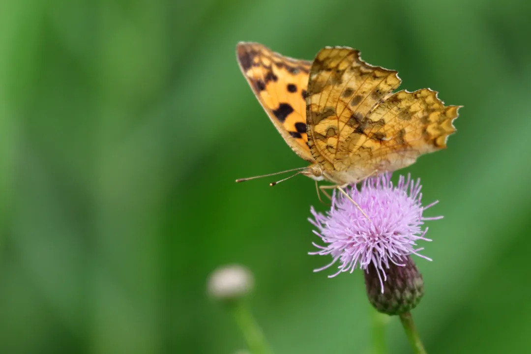 赞美君子的诗句（赞誉君子品行的诗句）