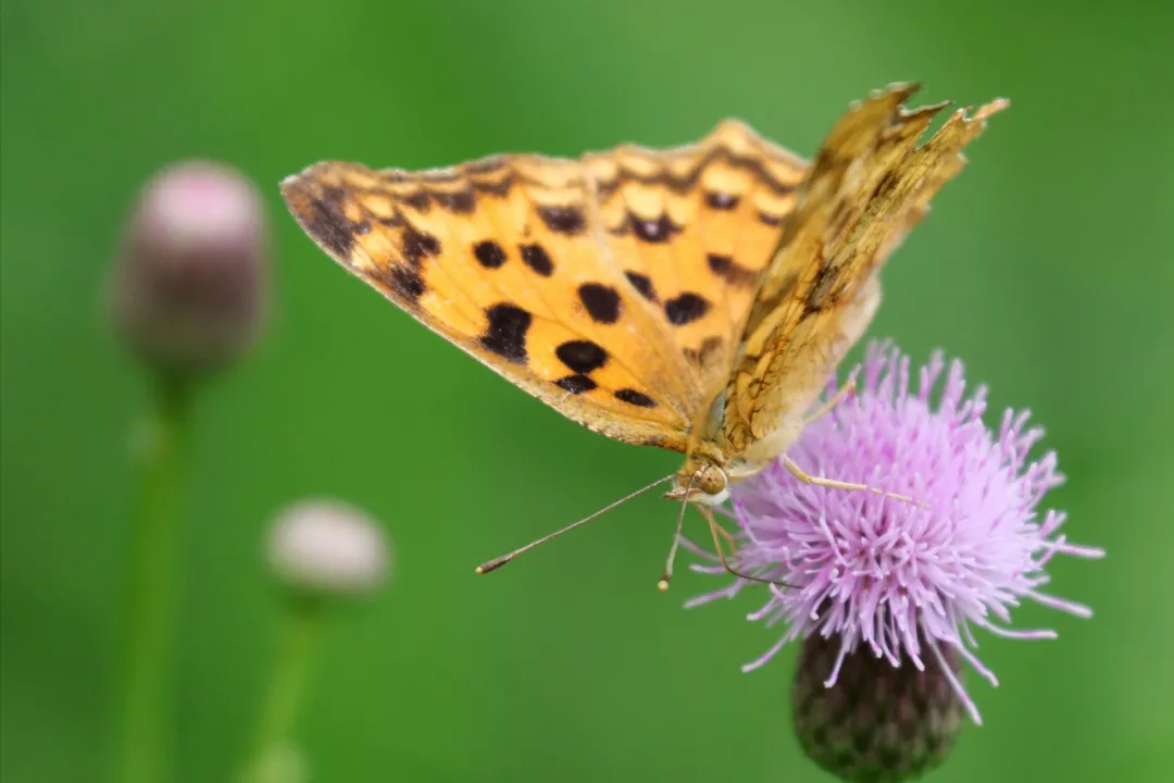 赞美君子的诗句（赞誉君子品行的诗句）