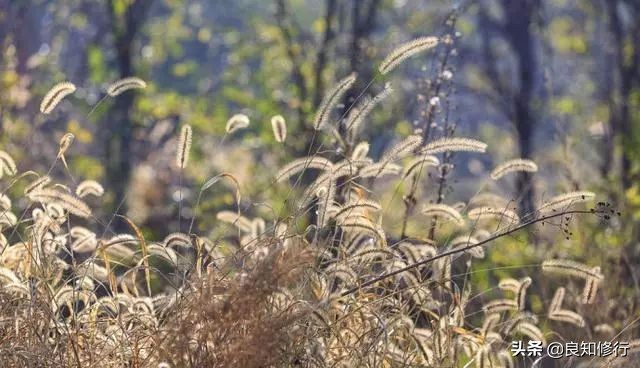 描写秋天的诗词有哪些（关于秋天的唯美诗句）