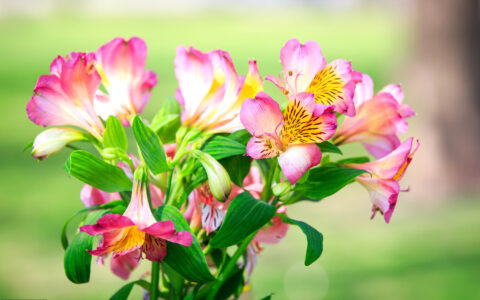 退休感言的经典语句发朋友圈（怎么发朋友圈告知大家退休了）