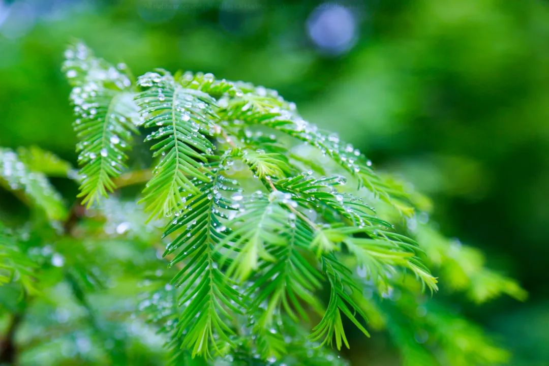 关于春雨的诗句（关于春雨的古诗句子）