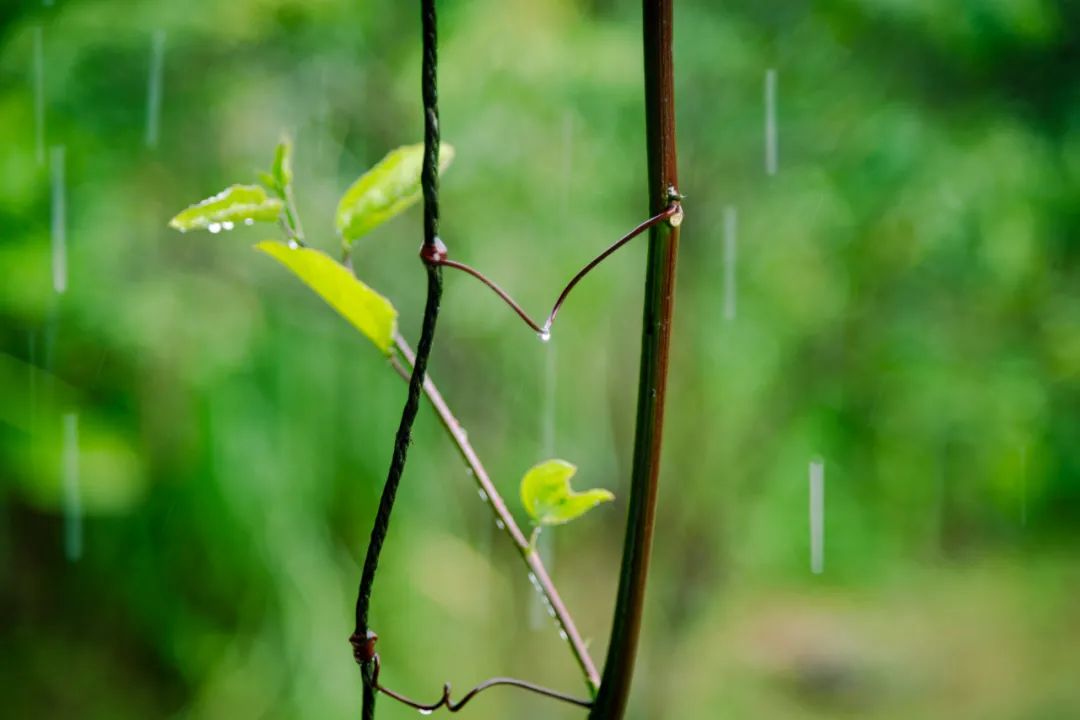 关于春雨的诗句（关于春雨的古诗句子）