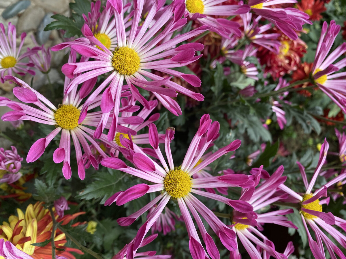 关于菊花的诗句有哪些（赞美菊花的古诗词）