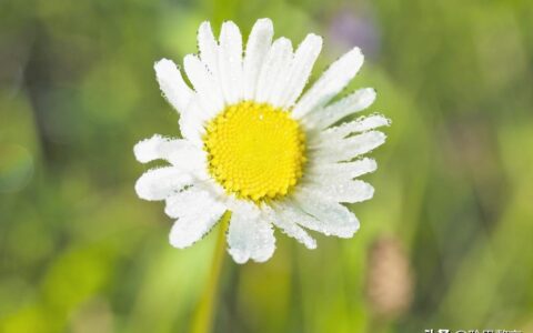 古代祝女子生辰诗词（生日赠言古风八个字）