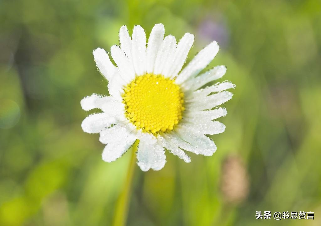 古代祝女子生辰诗词（生日赠言古风八个字）